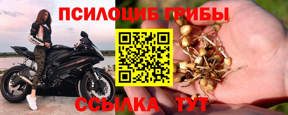 Галлюциногенные грибы Psilocybe Алатырь